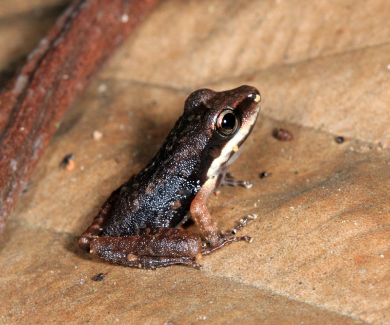 Cachabi Robber Frog - Pristimantis achatinus