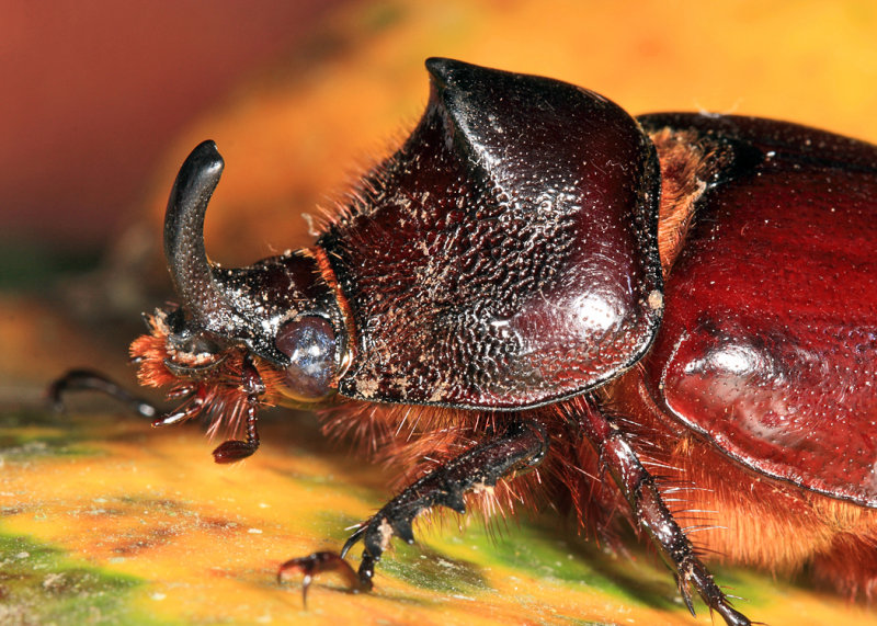 Rhinoceros Beetle - Heterogomphus sp.