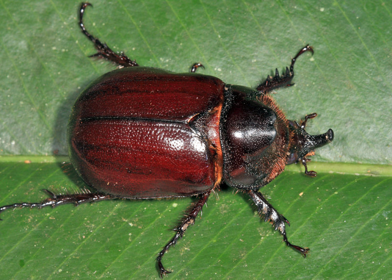 Rhinoceros Beetle - Heterogomphus sp.