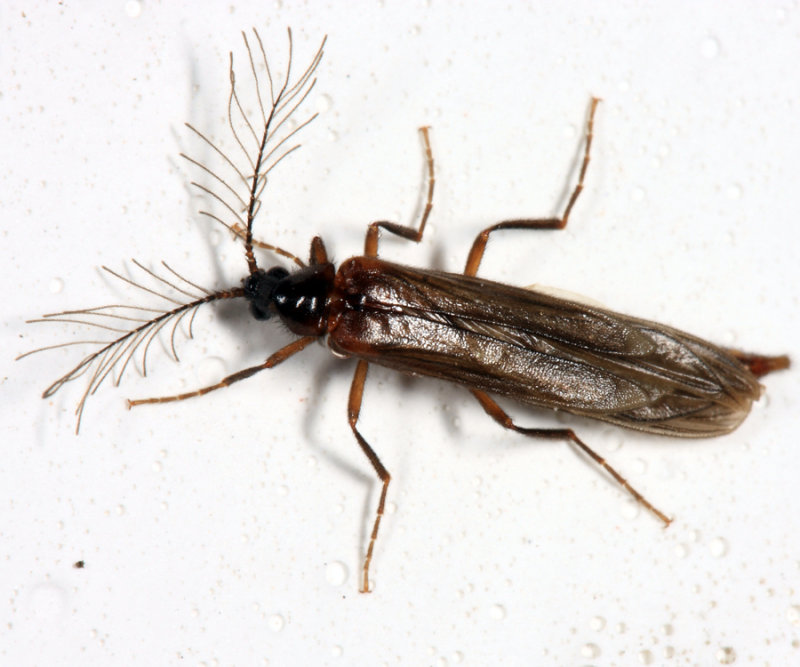 Glow Worm Beetle - Phengodidae - Pseudophengodes sp.