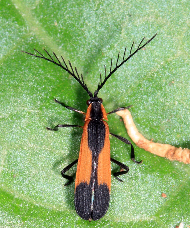 Lycidae