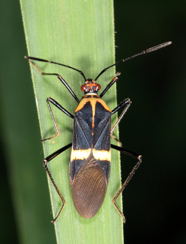 Hypselonotus cf. interruptus