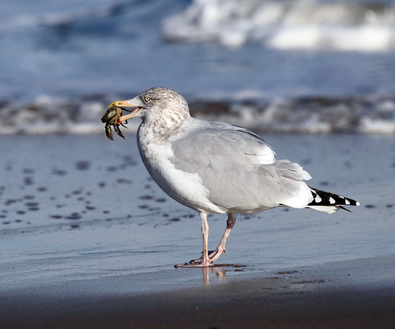 Herring Gull - Larus argentatus (eating a crab)