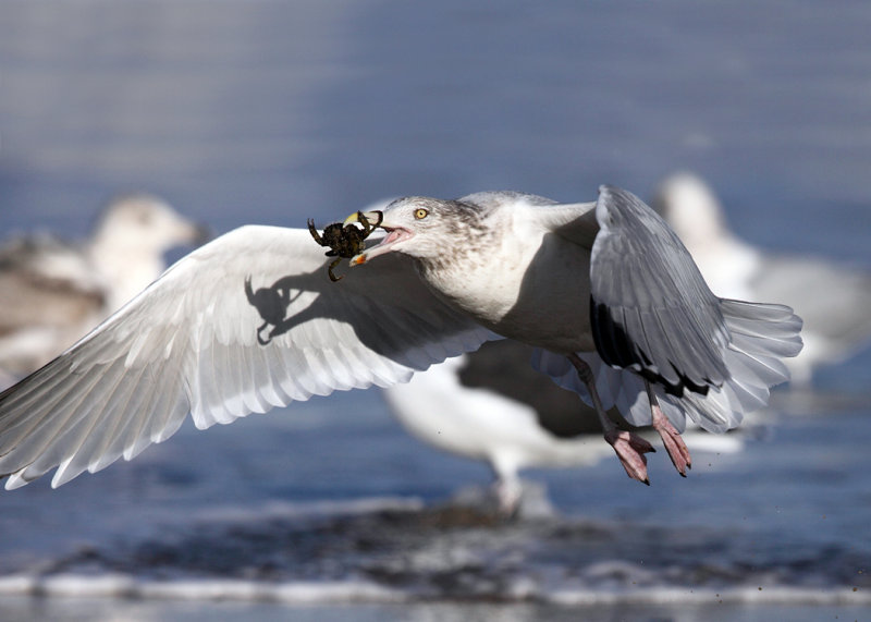 Herring Gull - Larus argentatus (eating a crab)