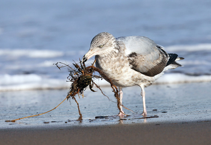 Herring Gull - Larus argentatus (catching a crab tangled in seaweed)