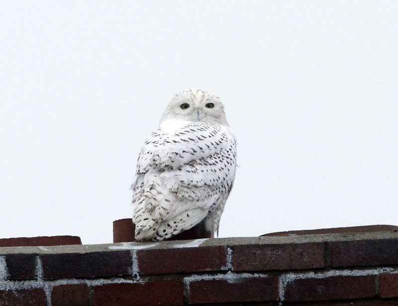 Snowy Owl - Bubo scandiacus