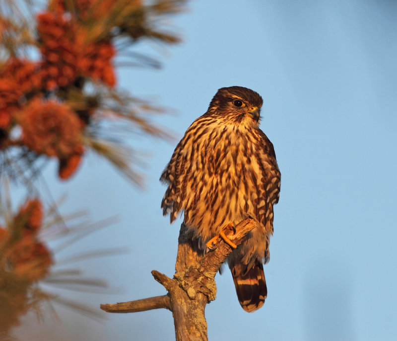 Merlin - Falco columbarius