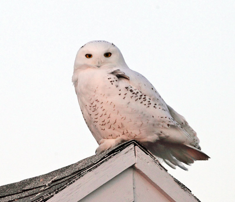 Snowy Owl - Bubo scandiacus