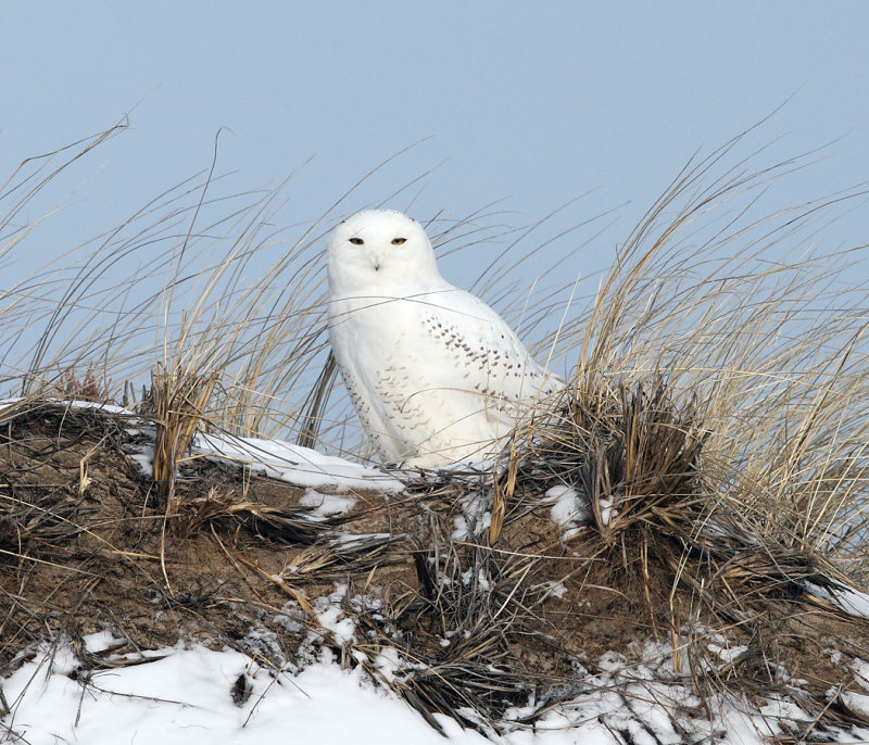 Snowy Owl - Bubo scandiacus