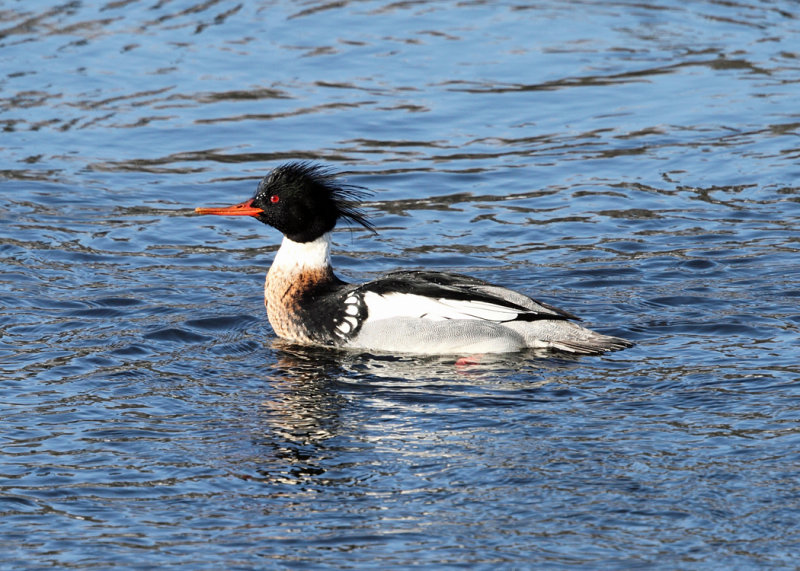 Red-breasted Merganser - Mergus serrator