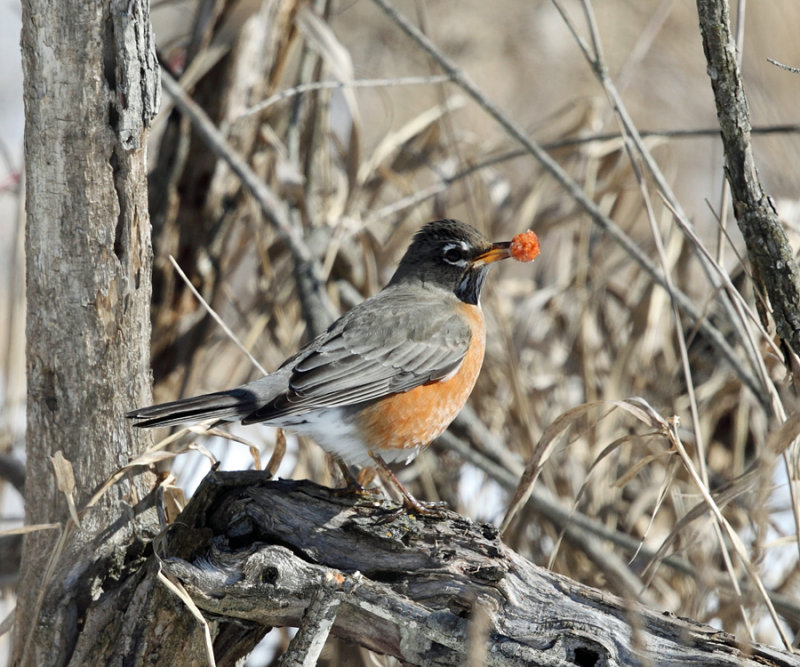 American Robin - Turdus migratorius