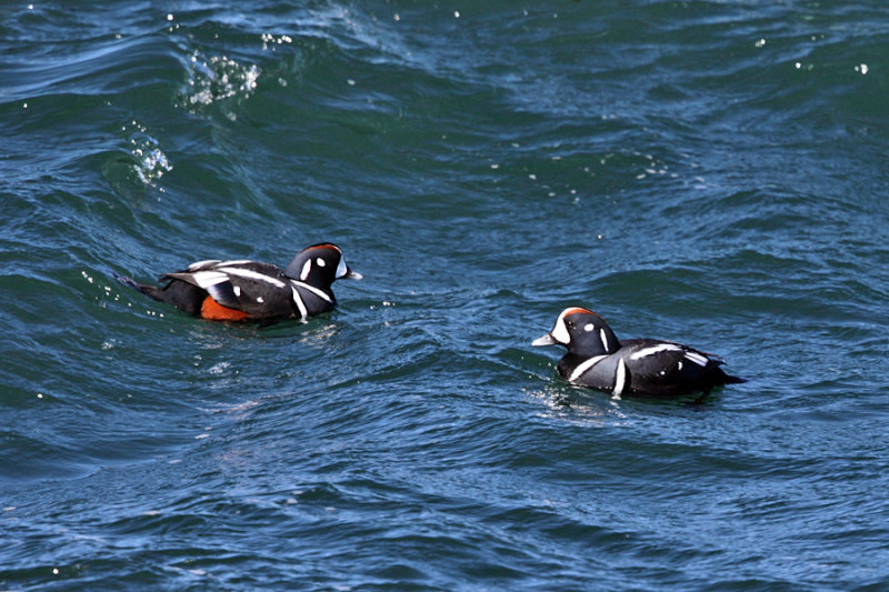 Harlequin Duck - Histrionicus histrionicus