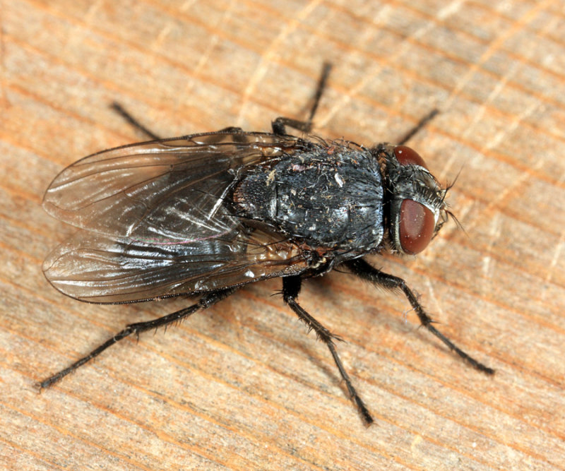Muscina pascuorum