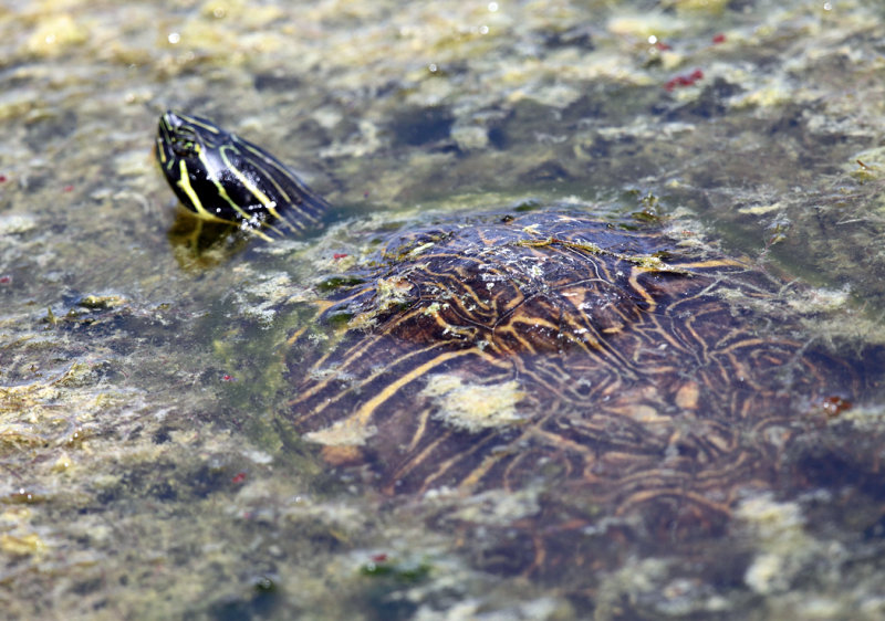 Florida Cooter - Pseudemys floridana