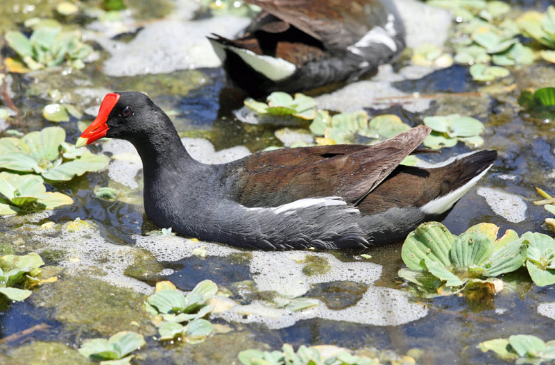 Common Gallinule - Gallinula galeata