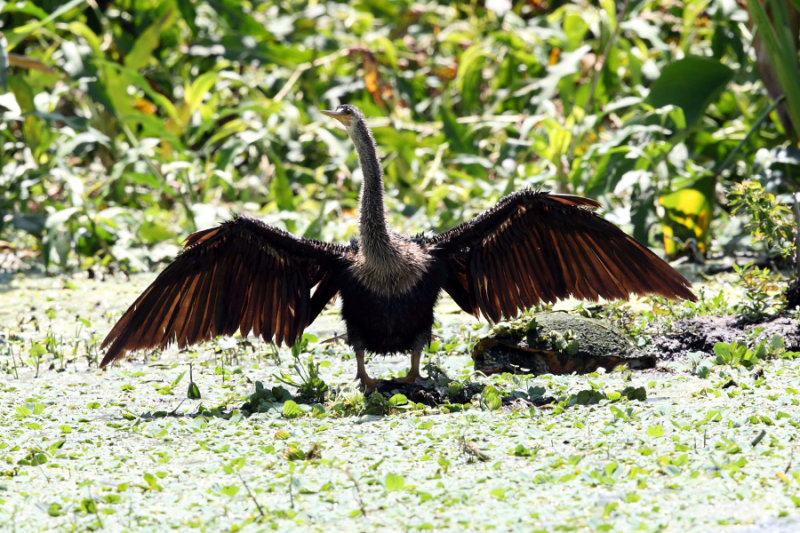 Anhinga - Anhinga anhinga