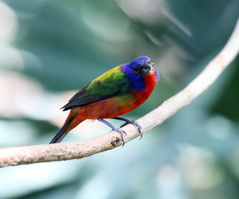 Painted Bunting - Passerina ciris