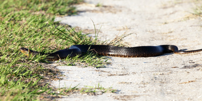 Florida Green Water Snake - Nerodia floridana