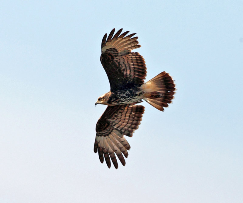 Snail Kite - Rostrhamus sociabilis