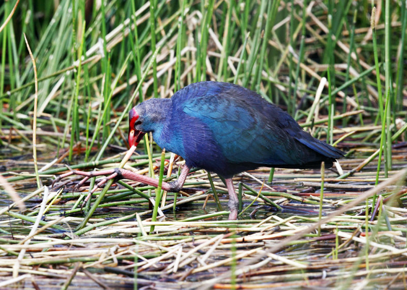 Purple Swamphen - Porphyrio porphyrio