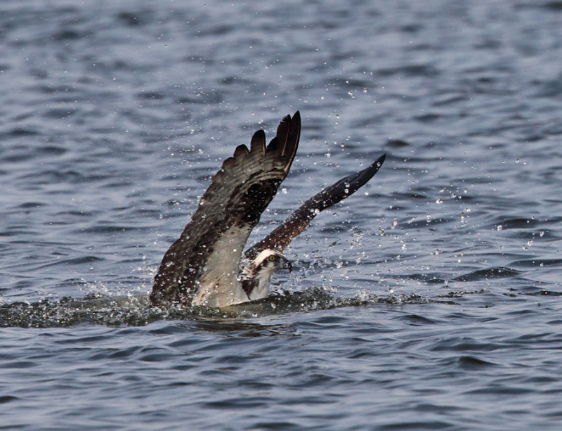 Osprey - Pandion haliaetus