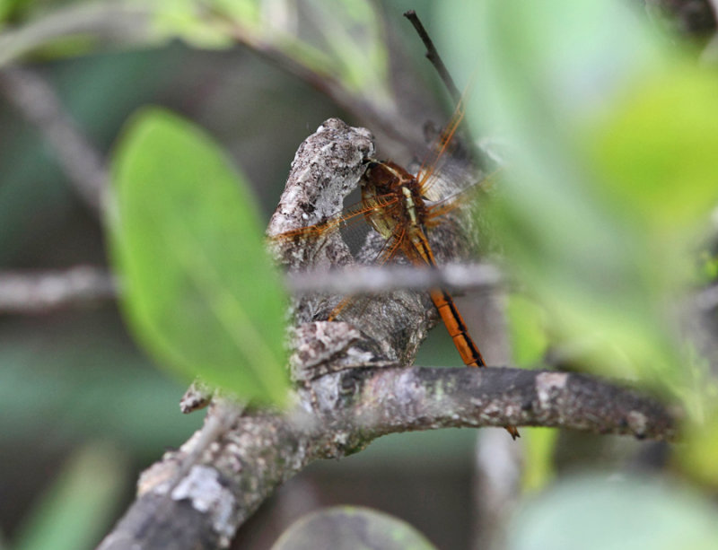 Brown Anole - Anolis sagrei