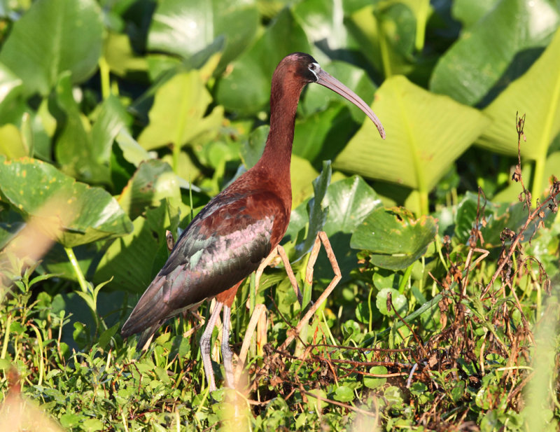 Glossy Ibis - Plegadis falcinellus