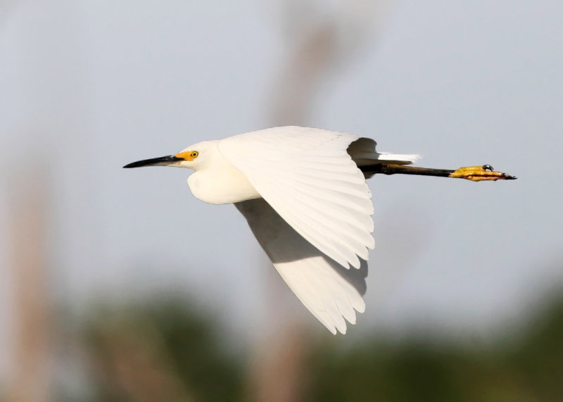 Snowy Egret - Egretta thula 