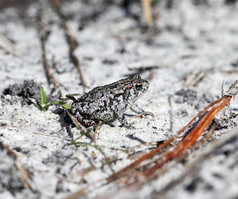 Oak Toad - Anaxyrus quercicus