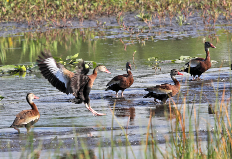 Black-bellied Whistling Ducks - Dendrocygna autumnalis