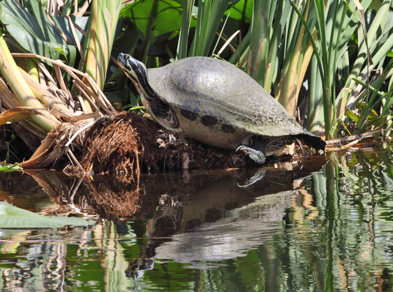 Peninsula Cooter - Pseudemys floridana peninsularis