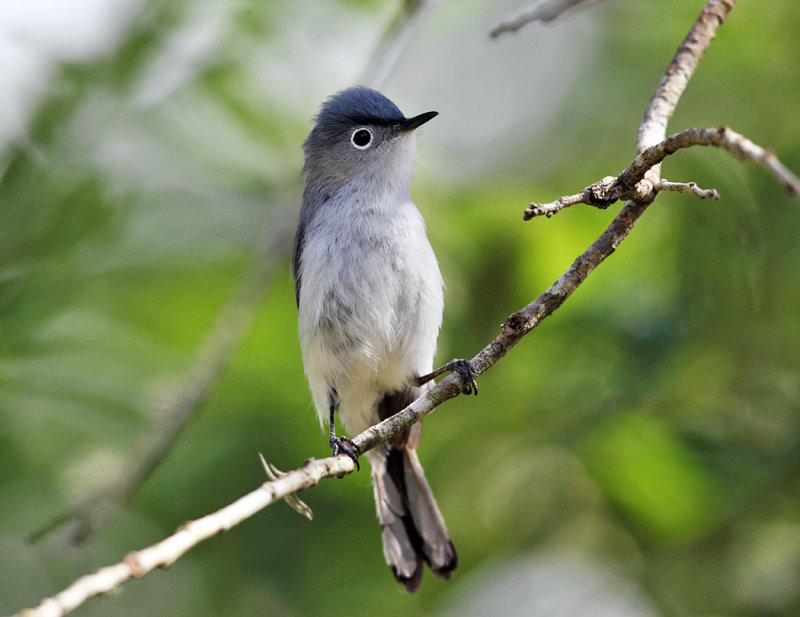 Blue-gray Gnatcatcher - Polioptila caerulea