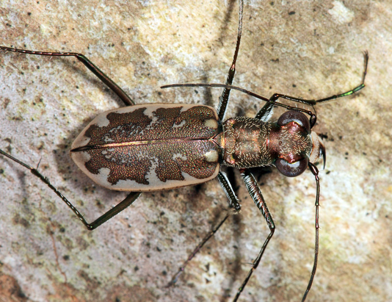 Margined Tiger Beetle - Ellipsoptera marginata