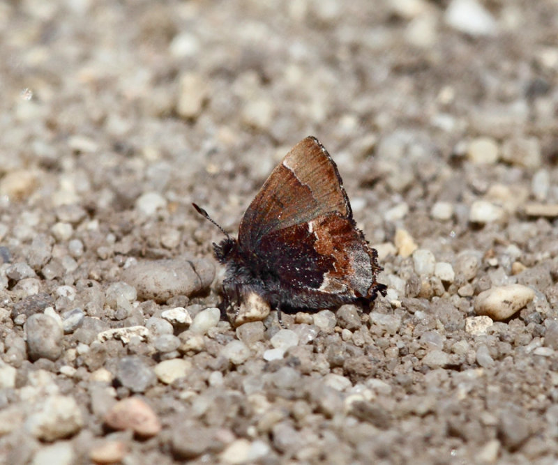 Henrys Elfin - Callophrys henrici