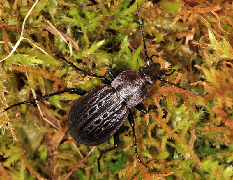 Carabus maeander