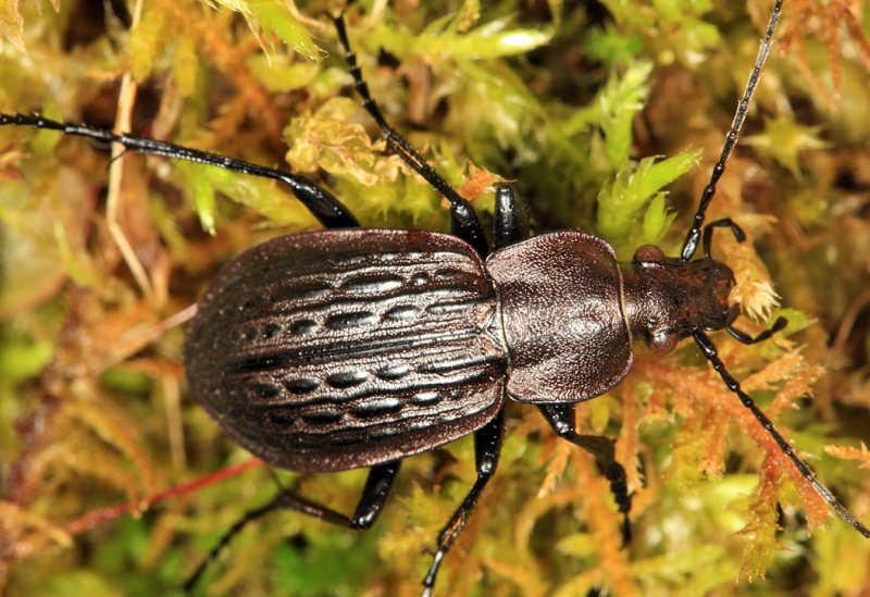 Carabus maeander