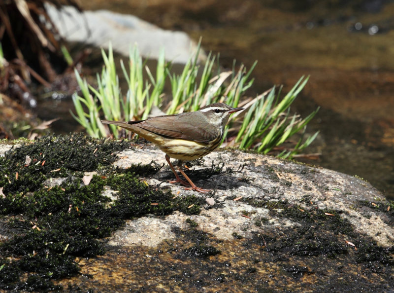 Louisiana Waterthrush - Parkesia motacilla