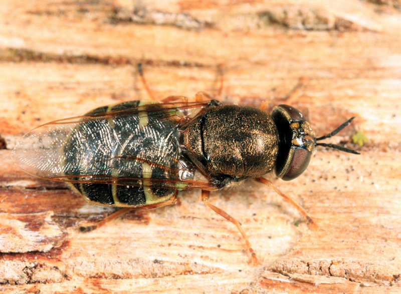 Odontomyia pubescens