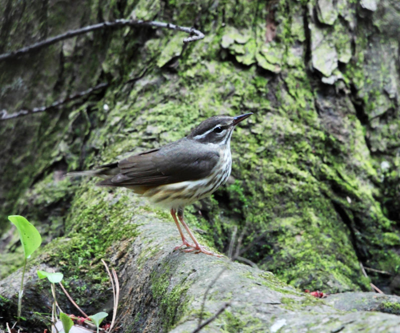 Louisiana Waterthrush - Parkesia motacilla