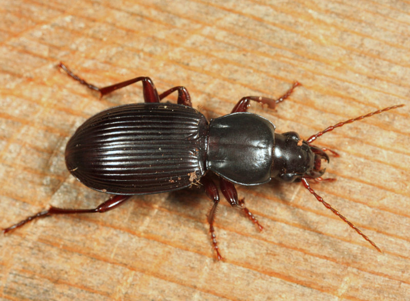 Pterostichus tristis