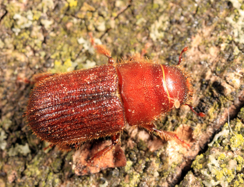 Red Turpentine Beetle - Dendroctonus valens