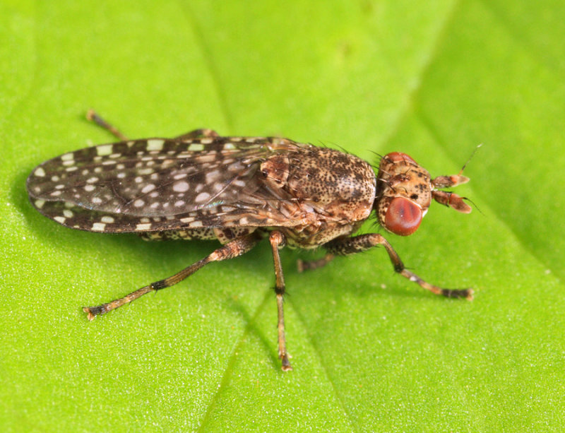 Dictya sp.