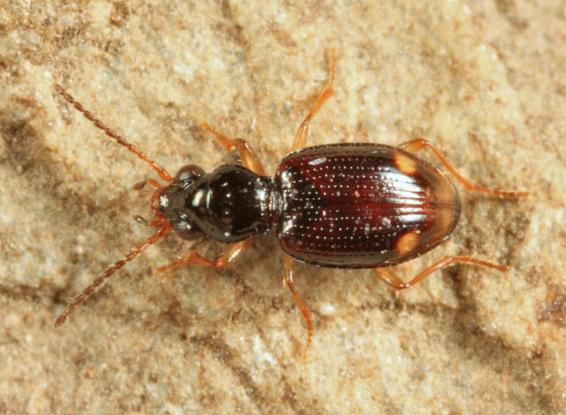 Bembidion frontale