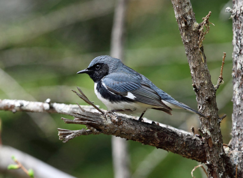 Black-throated Blue Warbler - Setophaga caerulescens