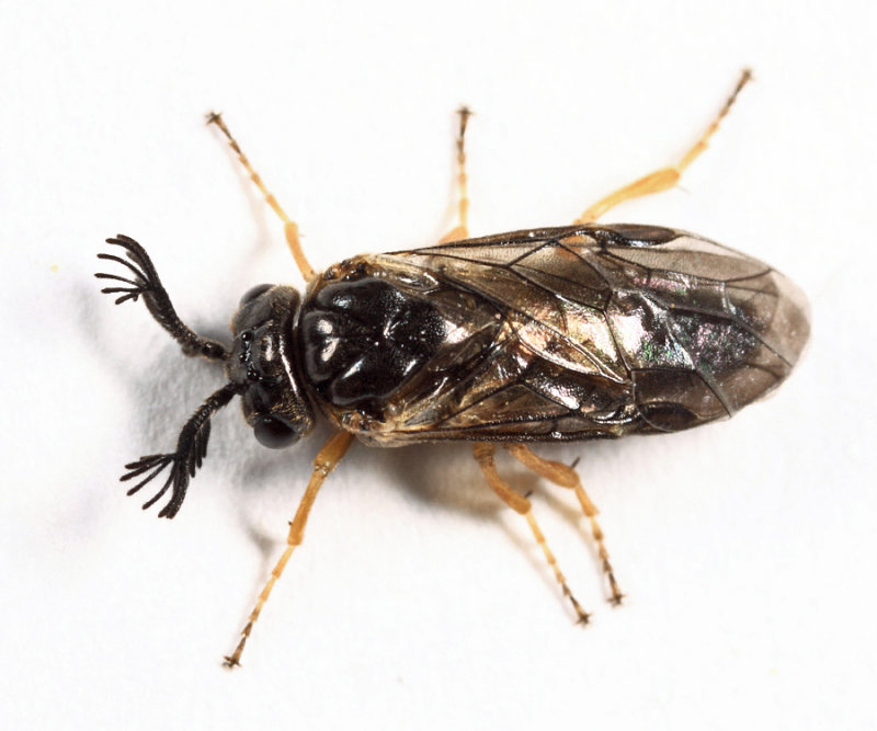 Monoctenus sp.