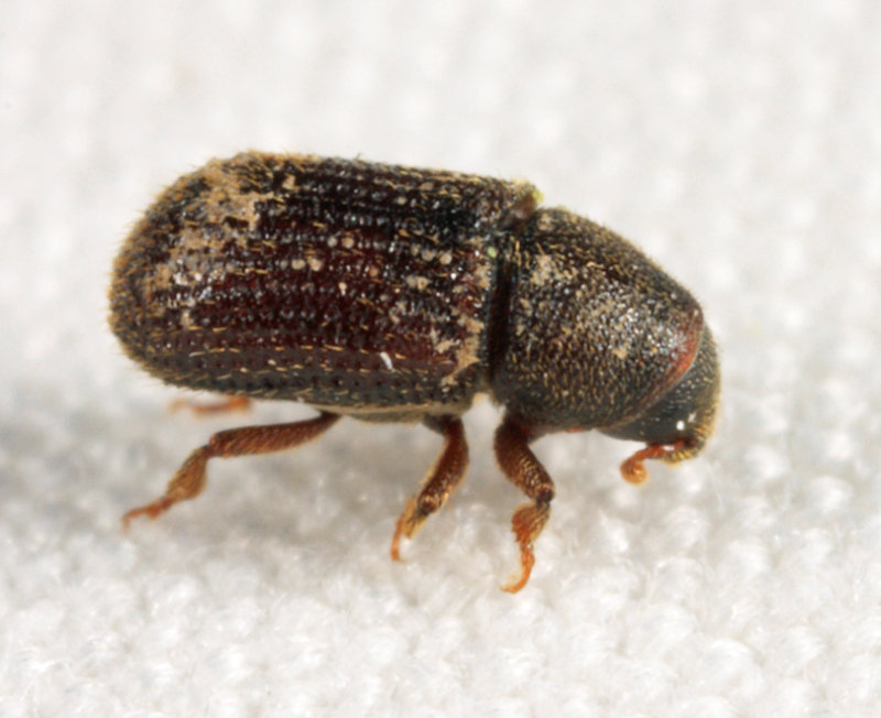 Native Elm Bark Beetle - Hylurgopinus rufipes
