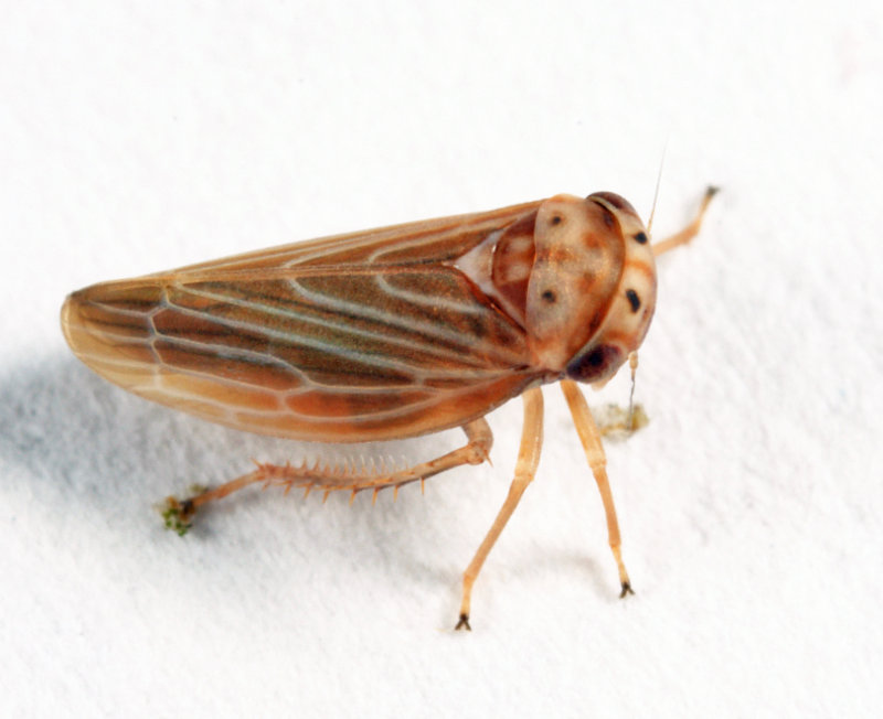 Agallia quadripunctata