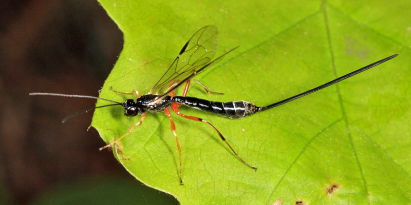 Rhyssella nitida