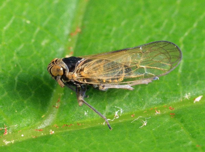 Javesella pellucida (male)