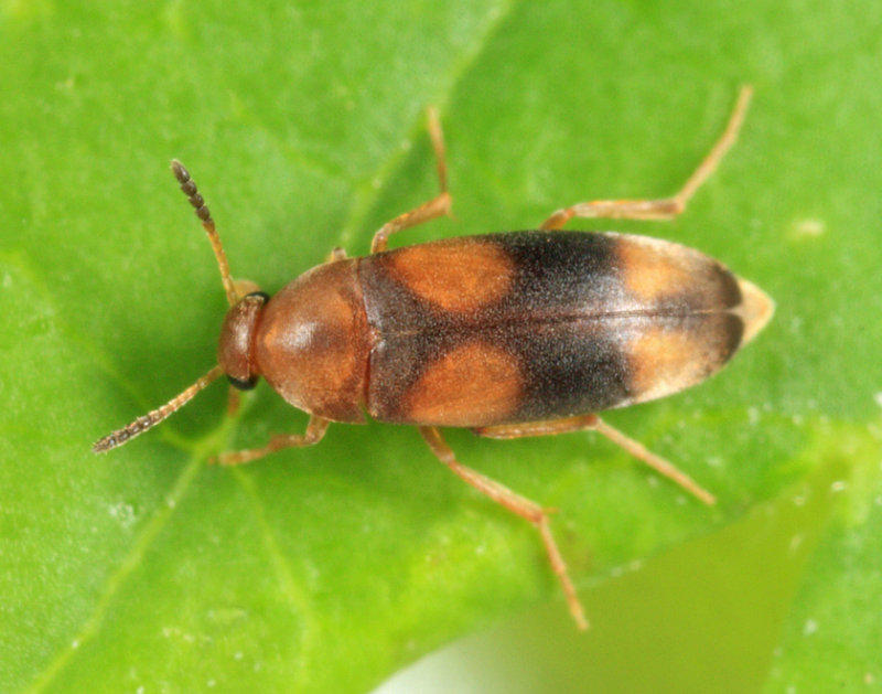 Pentaria trifasciata